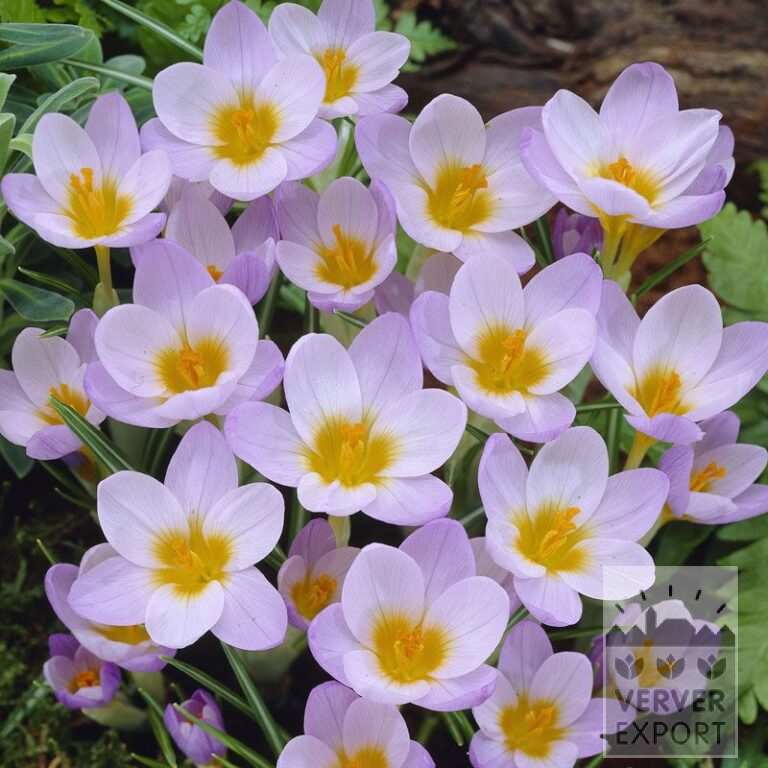 Krokus sieberi 'Firefly' (14021)