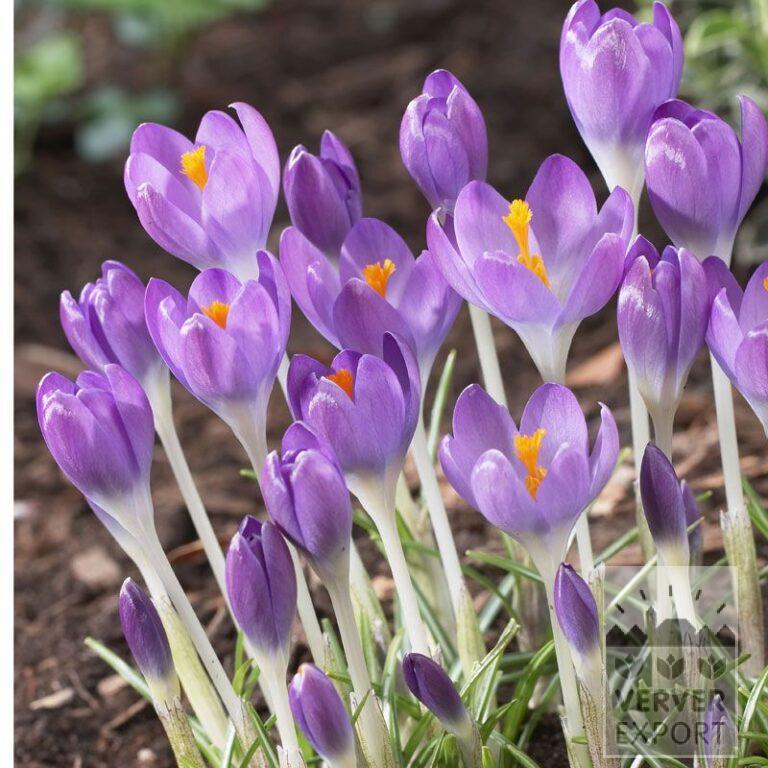 Krokus tommasinianus 'Barr's Purple' (14022)