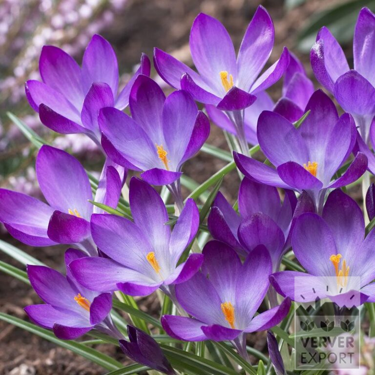 Krokus tommasinianus 'Ruby Giant' (14023)