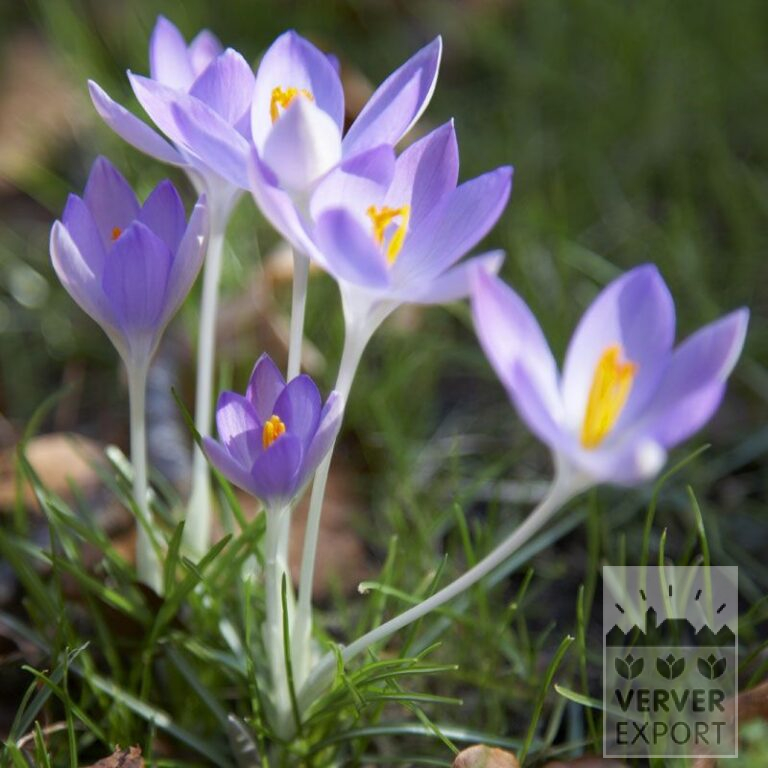 Krokus tommasinianus (14025)