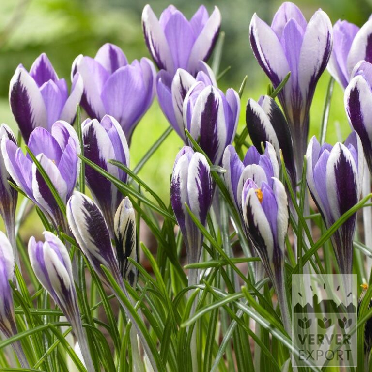 Krokus sieberi 'Spring Beauty' (14027)