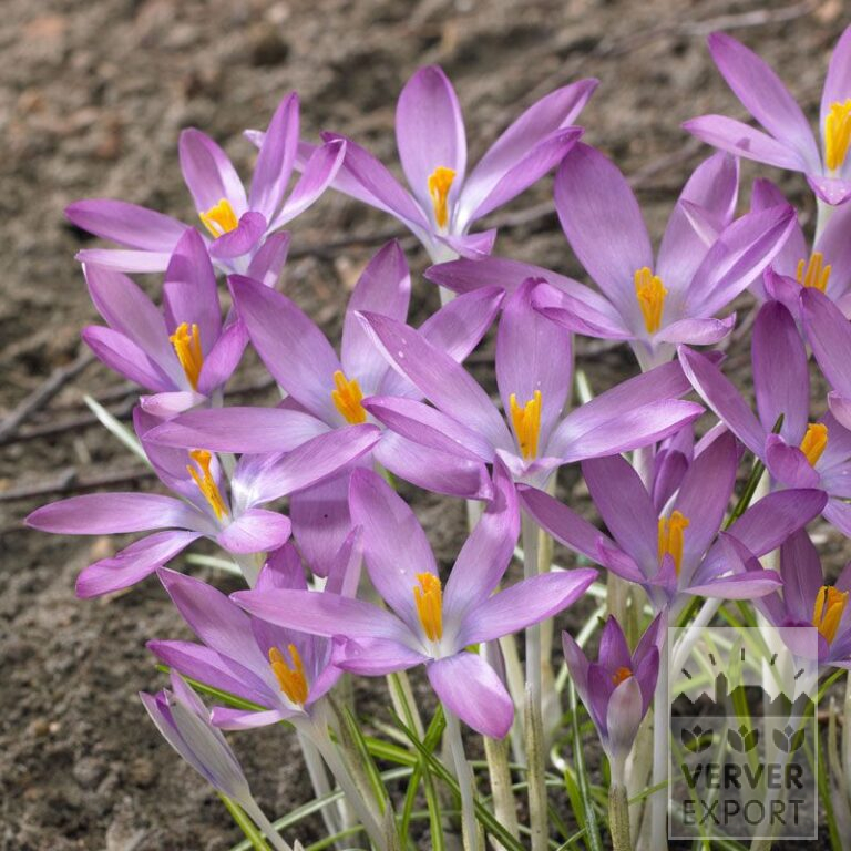 Krokus tommasinianus roseus (14031)