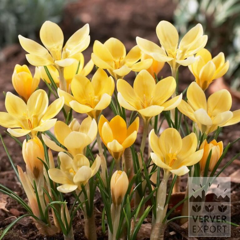 Krokus chrysanthus 'Romance' (14036)