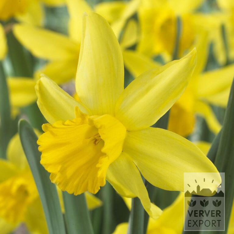 Narcissen 'February Gold' (15003)