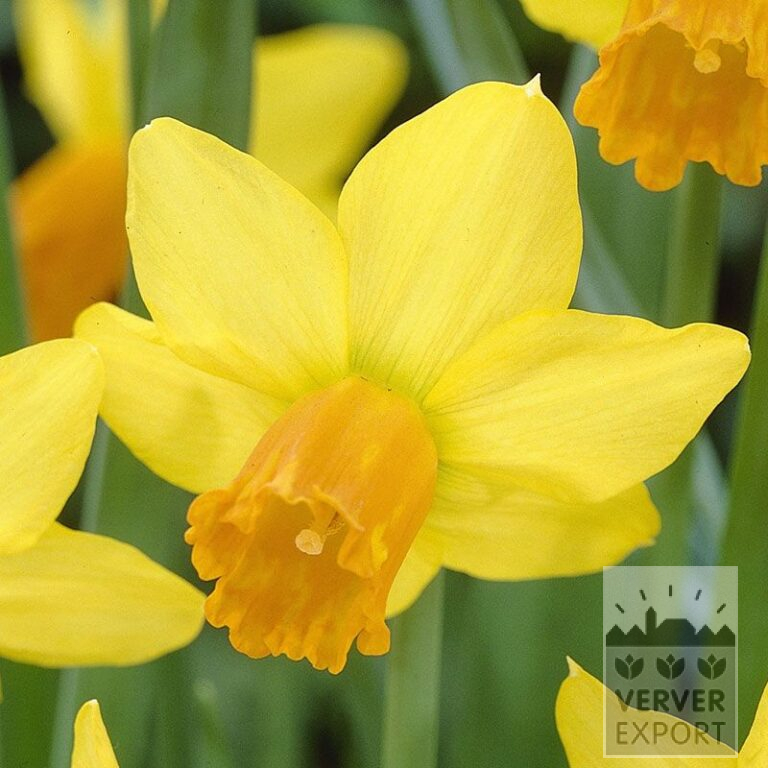 Narcissen 'Jetfire' (15005)