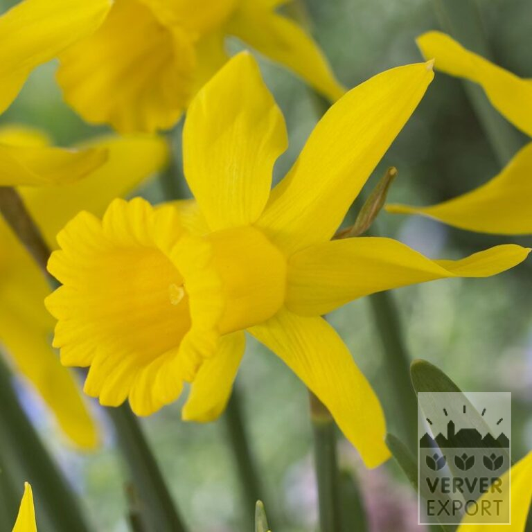 Narcissen 'Peeping Tom' (15007)