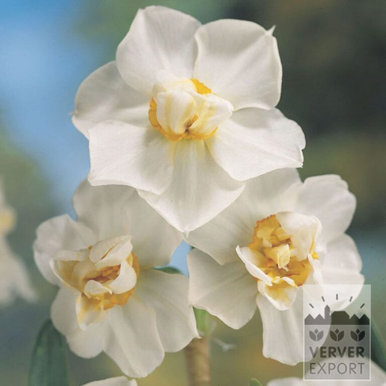 Narcissen 'Cheerfulness' (15013)