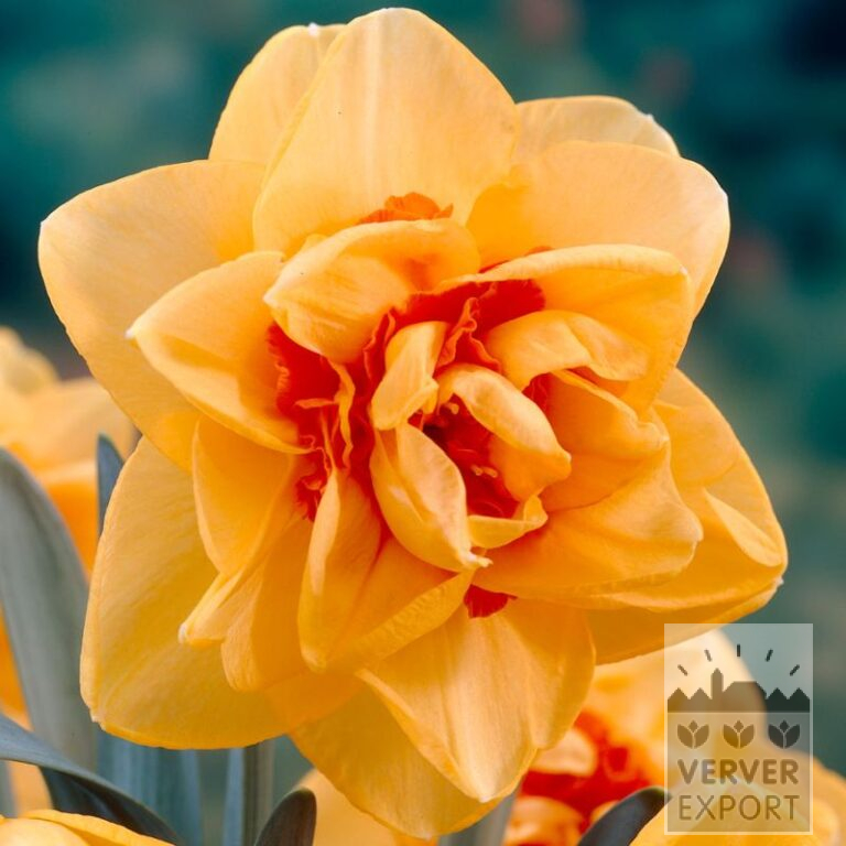 Narcissen 'Innovator' (15016)