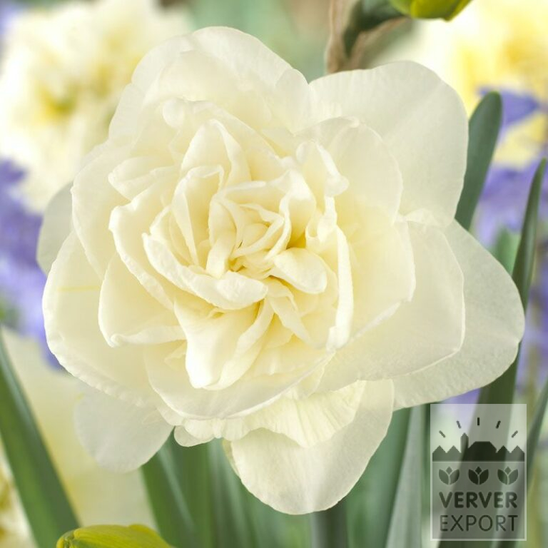 Narcissen 'Obdam' (15017)