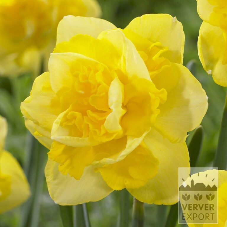 Narcissen 'Sherbourne' (15019)