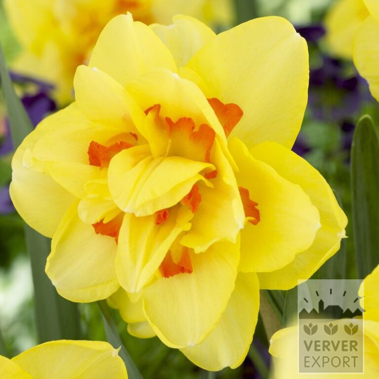 Narcissen 'Tahiti' (15020)
