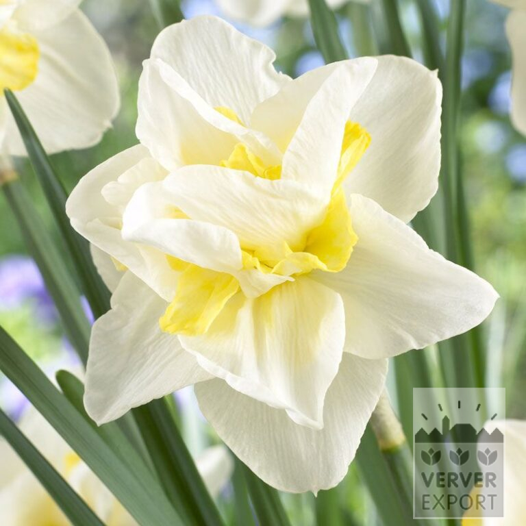 Narcissen 'White Lion' (15022)