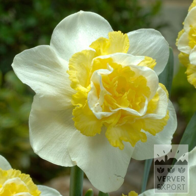 Narcissen 'Wave' (15024)