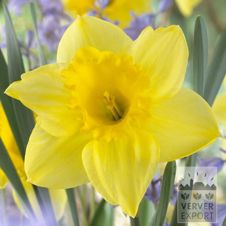 Narcissen 'Carlton' (15029)