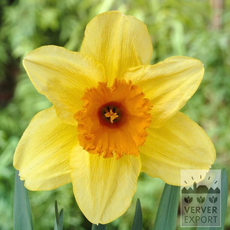 Narcissen 'Fortissimo' (15033)