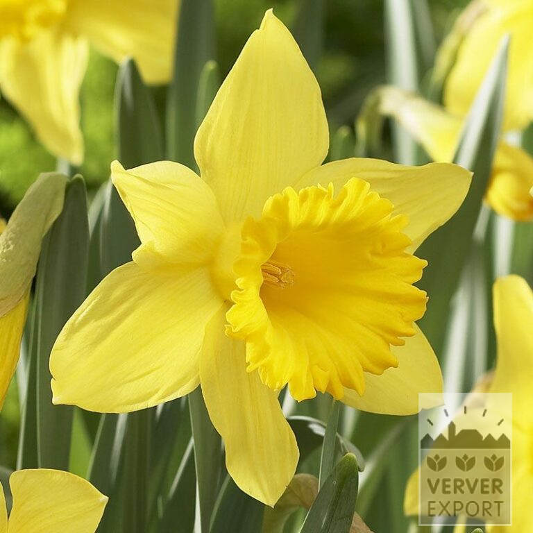 Narcissen 'Golden Harvest' (15034)