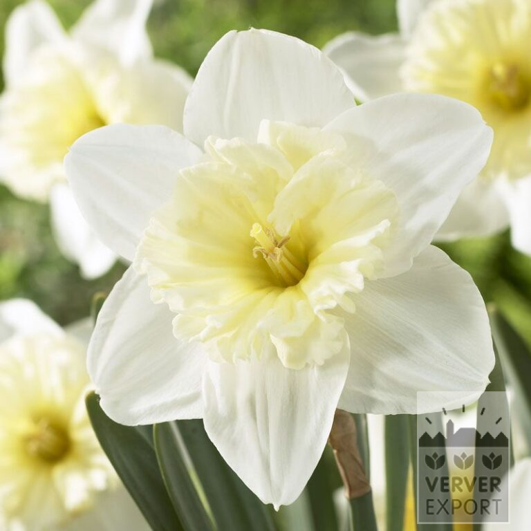 Narcissen 'Ice Follies' (15035)
