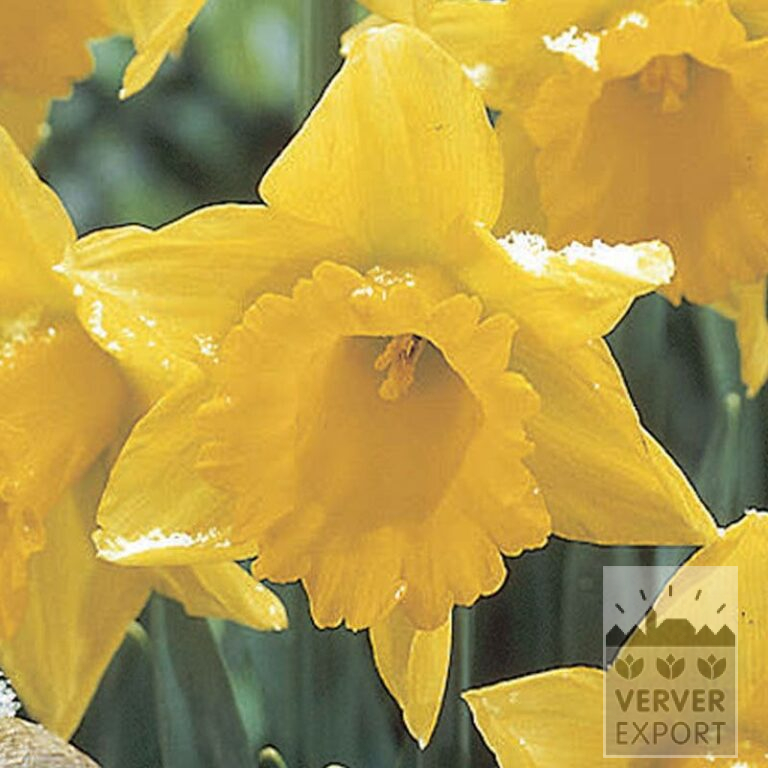 Narcissen 'L'Or de Janvier' (15037)