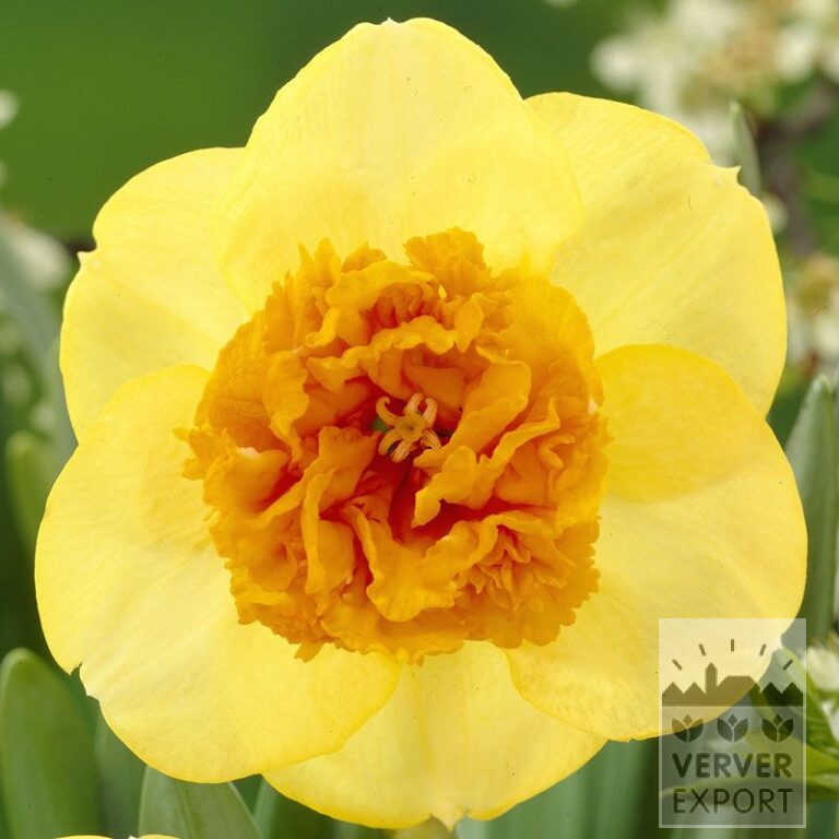 Narcissen 'Modern Art' (15039)