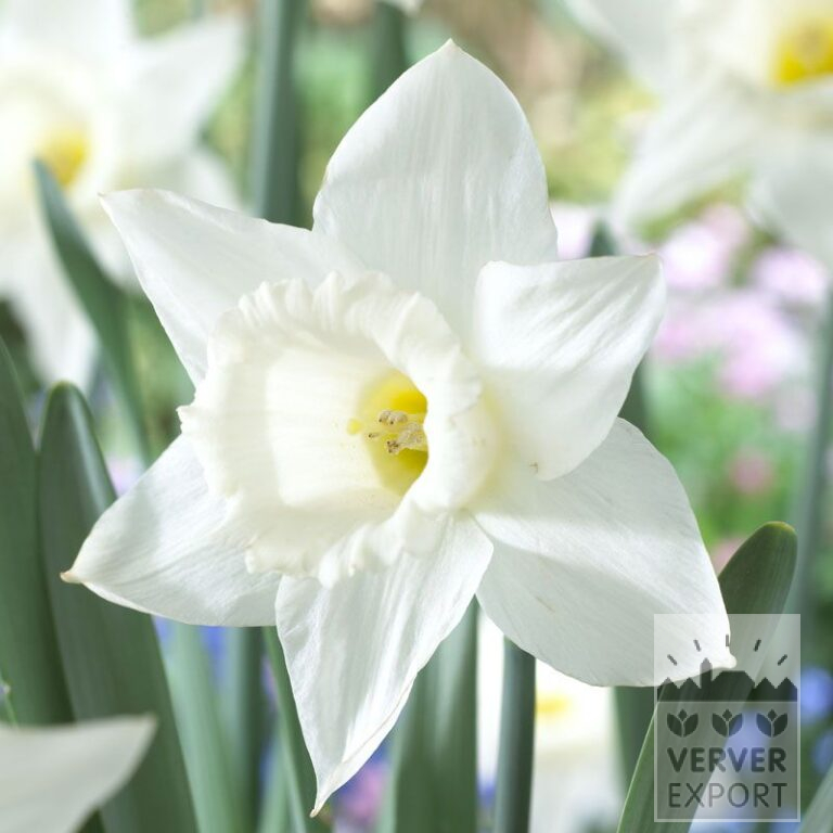 Narcissen 'Mount Hood' (15040)
