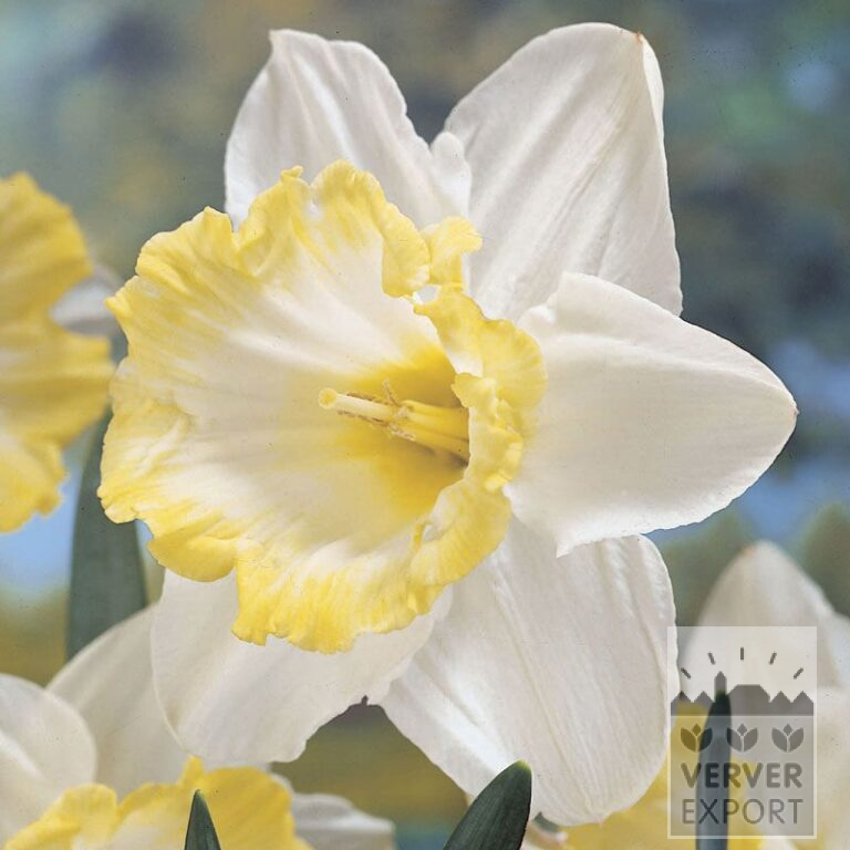 Narcissen 'Sweet Harmony' (15046)
