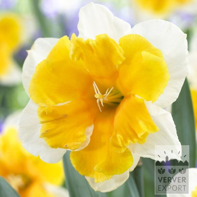 Narcissen 'Orangery' (15050)