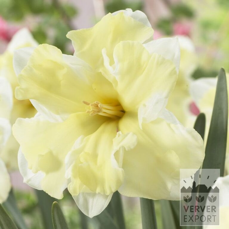 Narcissen 'Cassata' (15051)