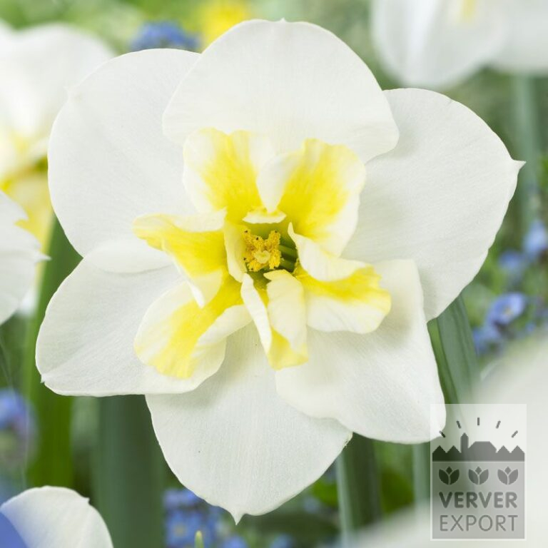 Narcissen 'Lemon Beauty' (15053)