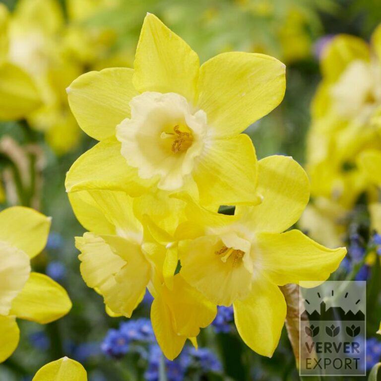 Narcissen 'Pipit' (15058)