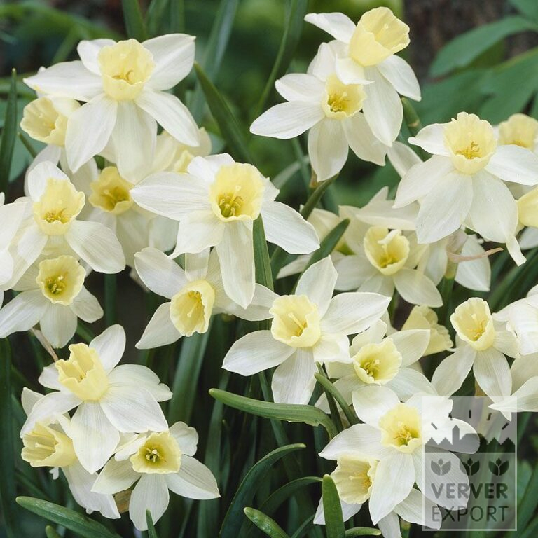 Narcissen 'Sailboat' (15060)