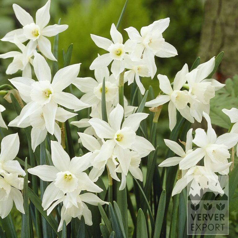 Narcissen 'Thalia' (15066)