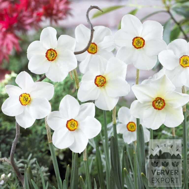 Narcissen poeticus 'Actaea' (15067)
