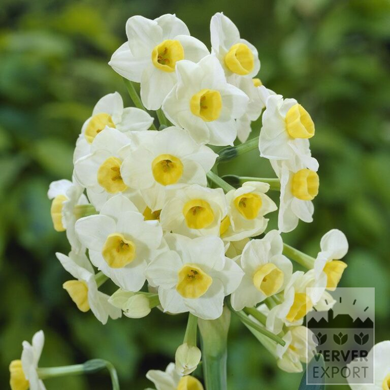 Narcissen tazetta 'Avalanche' (15068)