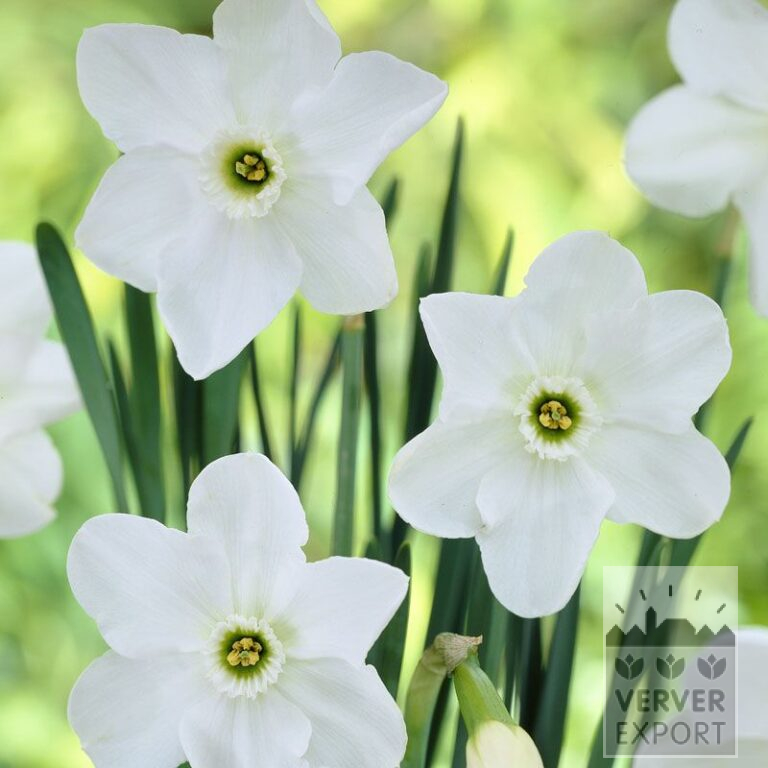 Narcissen 'Dallas' (15069)