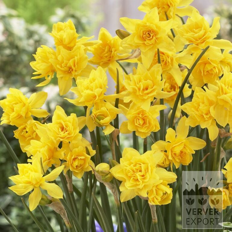 Narcissen 'Dubbele Campernellen' (15070)