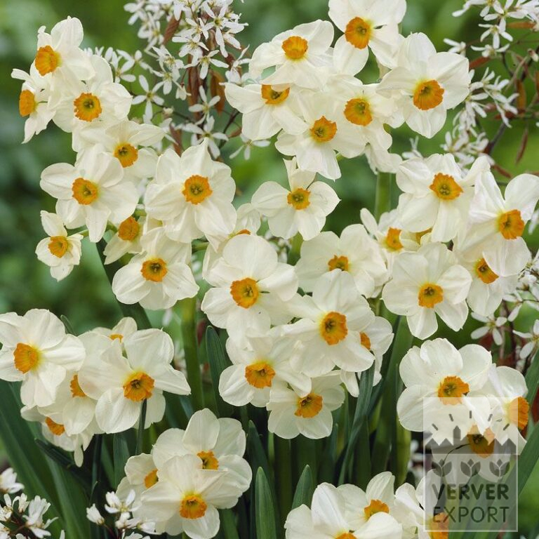 Narcissen tazetta 'Geranium' (15071)