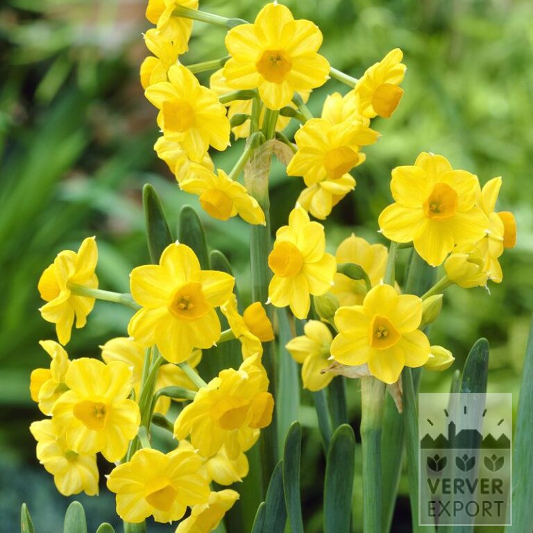 Narcissen tazetta 'Grand Soleil d'Or' (15073)