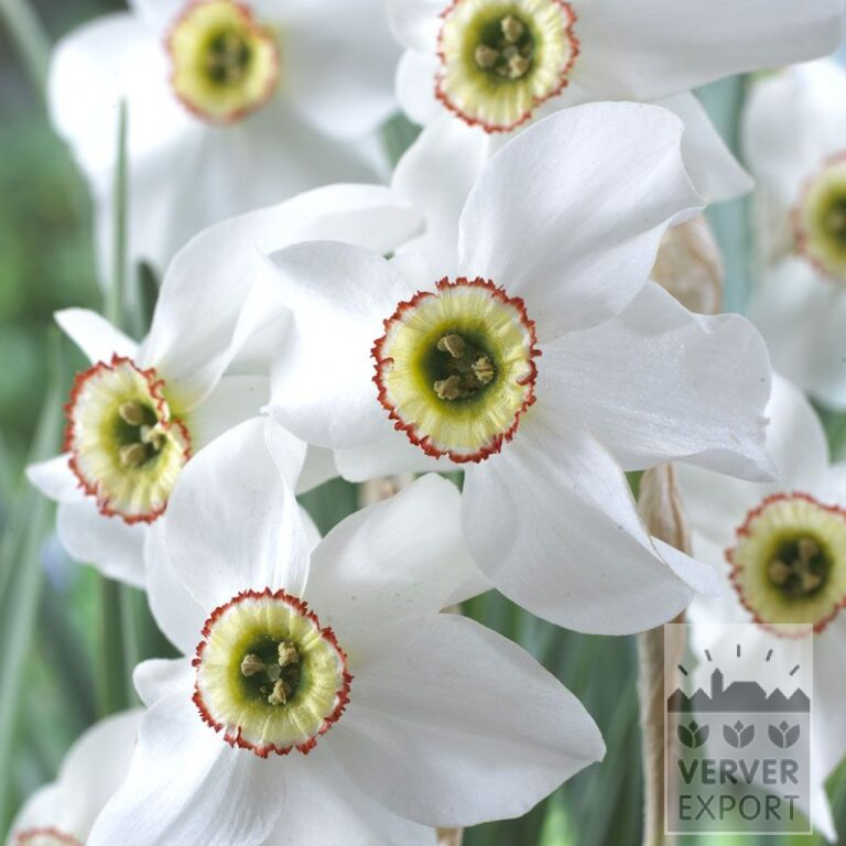 Narcissen poeticus recurvus (15077)