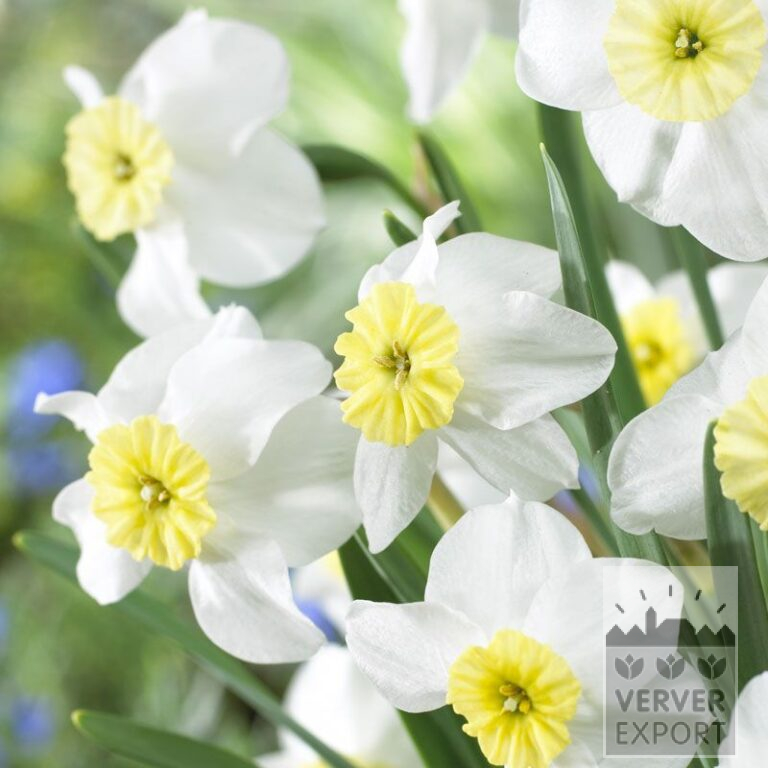 Narcissen 'Segovia' (15078)