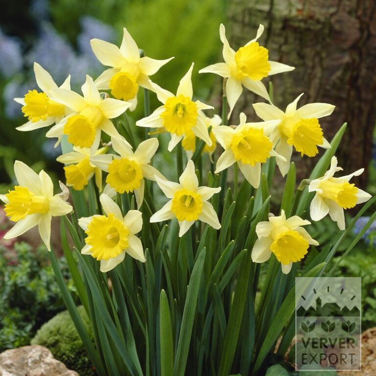 Narcissen lobularis (15079)