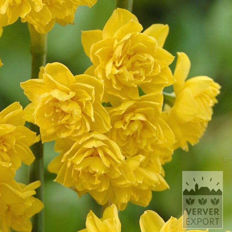 Narcissen 'Golden Rain' (15082)