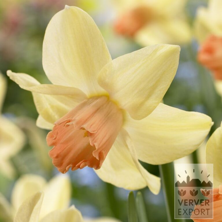 Narcissen 'Prototype' (15093)