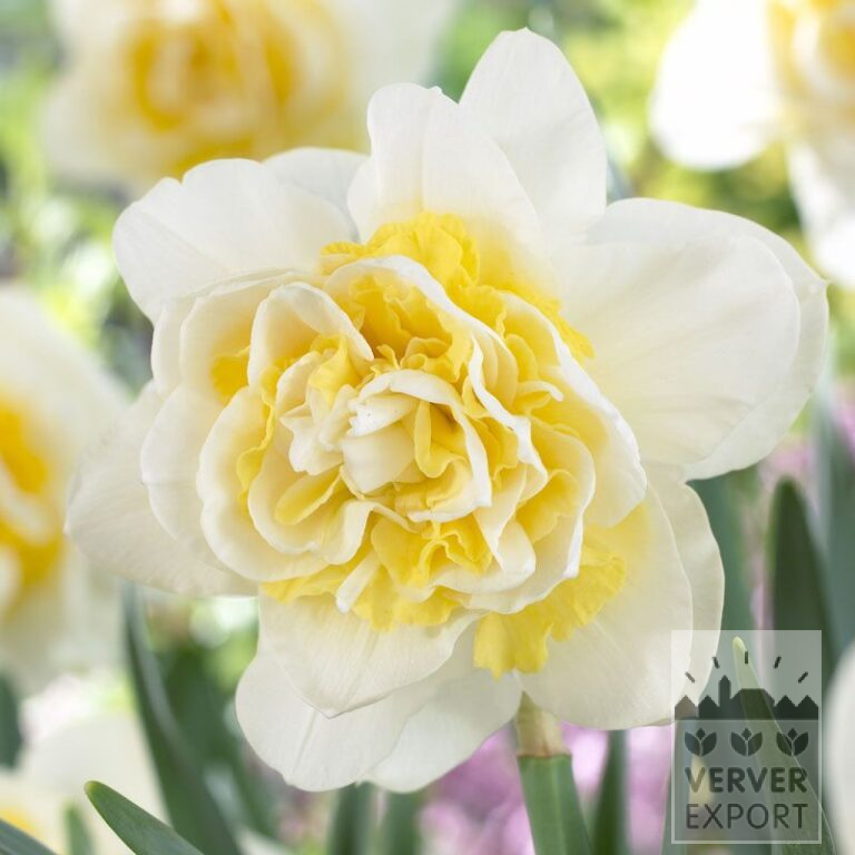 Narcissen 'Lingerie' (15094)