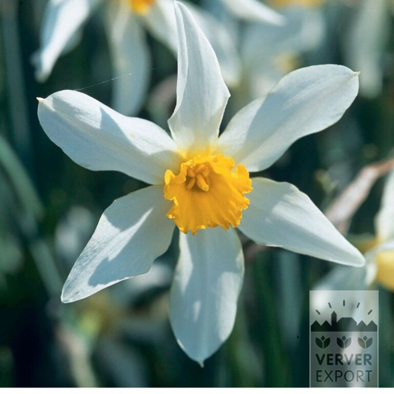 Narcissen Hist. 'Mrs. Langtry' (15101)
