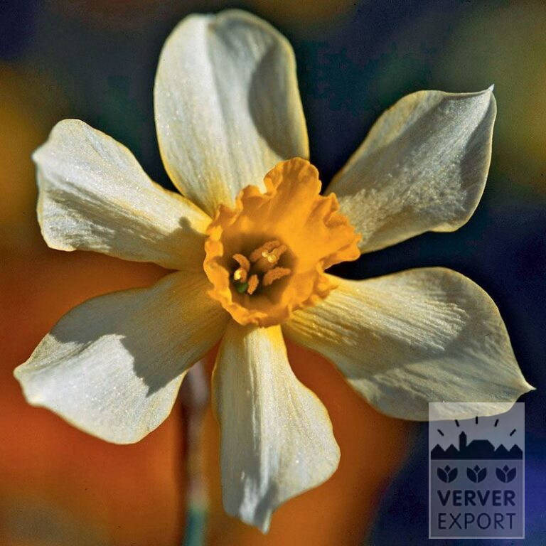 Narcissen Hist. 'Stella' (15102)