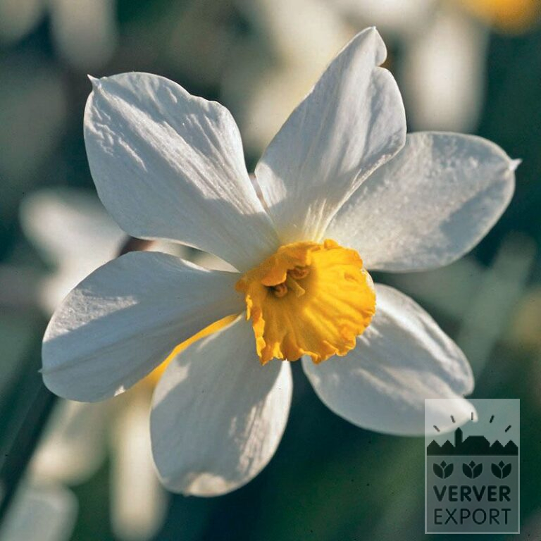 Narcissen Hist. 'White Lady' (15103)