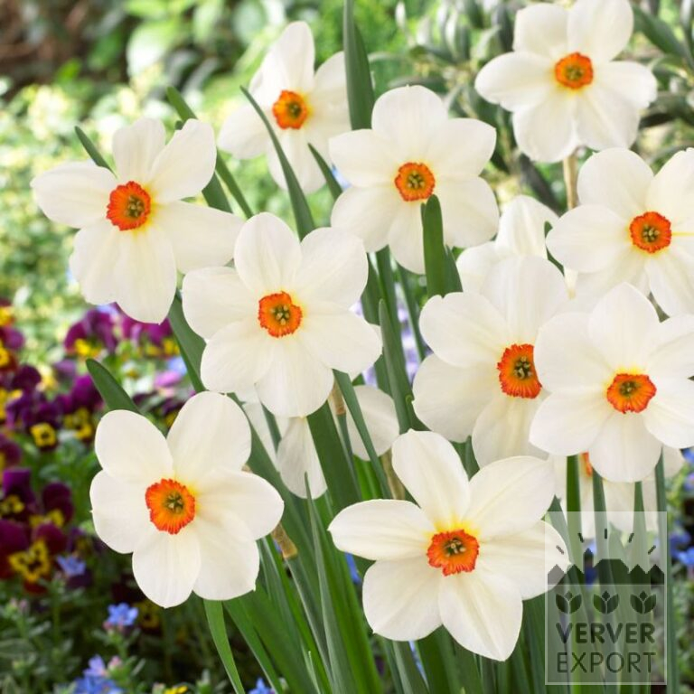 Narcissen Hist. 'Firetail' (15106)