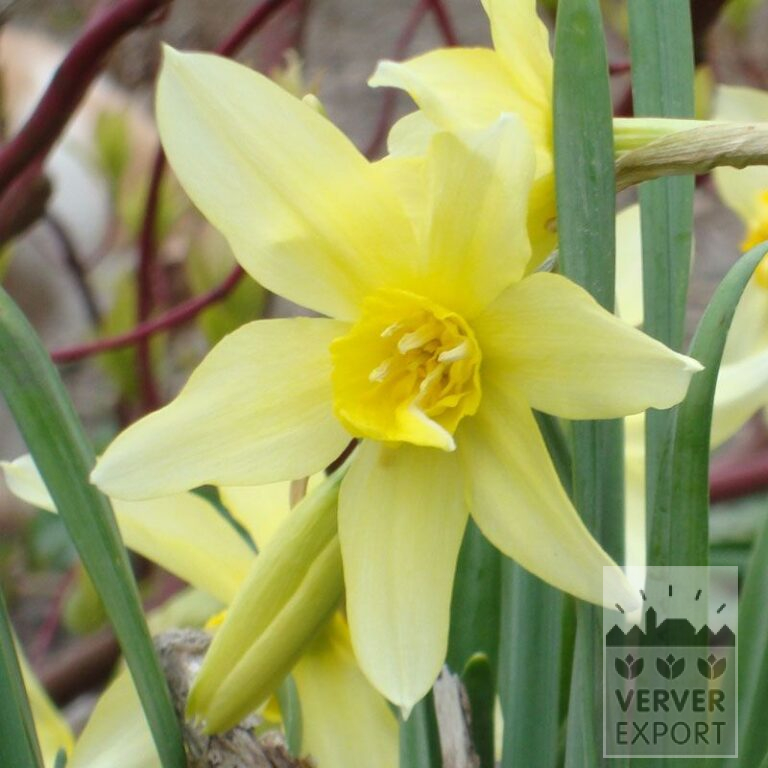 Narcissen Hist. 'Sophie's Choice' (15107)