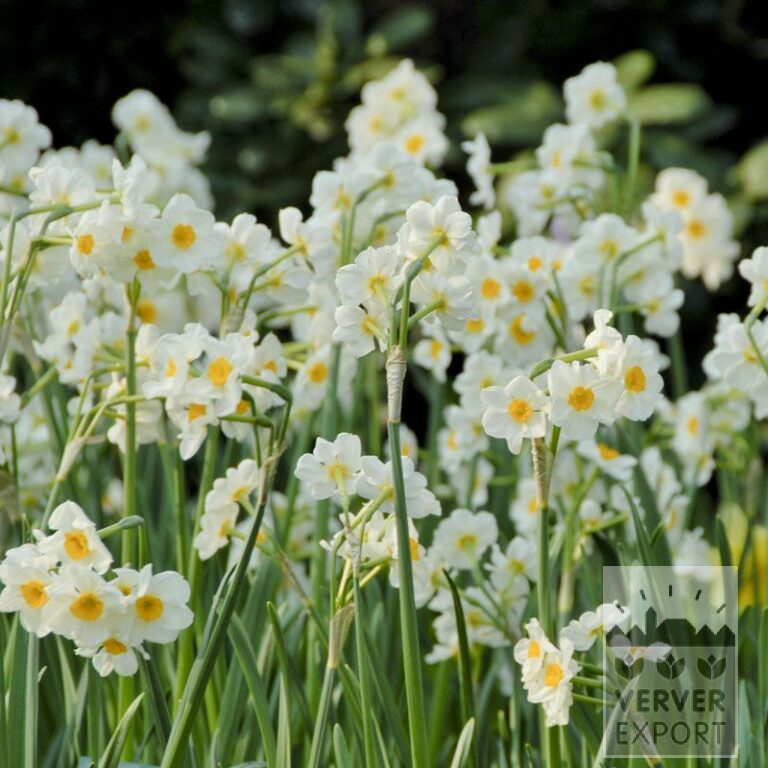 Narcissen Hist. 'Laurens Koster' (15108)