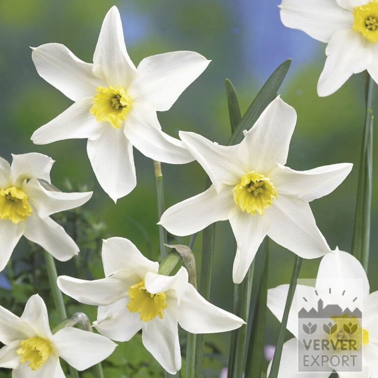 Narcissen Hist. 'Queen of the North' (15109)